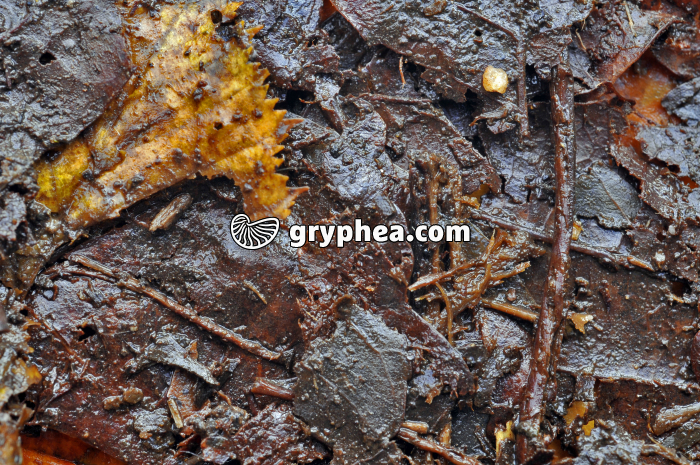 Litière en automne - gryphea.com